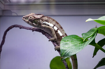 A lizard is sitting on a leaf