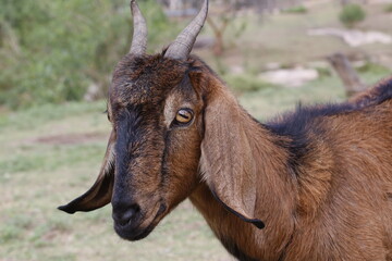 Closeup of brown goat. Domestic farm animal. Goat cattle. Goat industry.