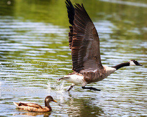 Goose running on water