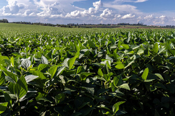 Rural landscape with fresh green soy field. Soybean field, in Brazil.