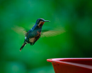 humming bird