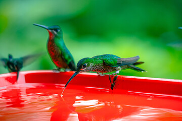 humming bird