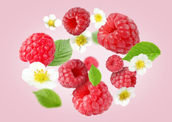 Ripe raspberries and flowers in air on pink background