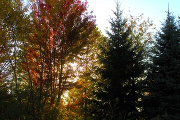 sun shining through trees