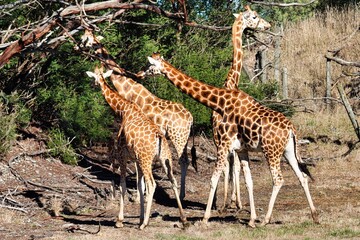 Africa Safari