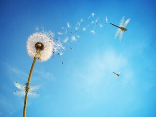 dandelion flower white with dragonflies blue sky insects blue