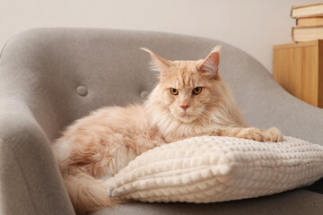 Cute beige Maine Coon cat with pillow lying on armchair at home