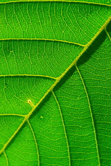 Green leaf texture background 