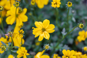 A yellow flower called Bidens found in a flower bed. Apache beggarticks, fern-leaved beggarticks, Bidens ferulifolia