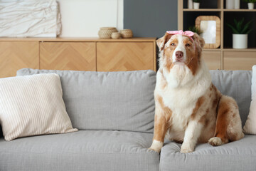 Adorable Australian Shepherd dog sitting on sofa at home