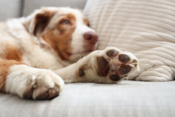 Adorable Australian Shepherd dog lying on sofa at home