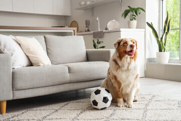 Adorable Australian Shepherd dog with soccer ball sitting at home