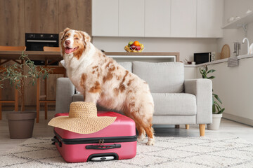 Adorable Australian Shepherd dog with suitcase and wicker hat sitting at home