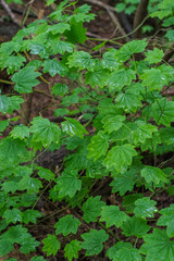 Japanese Maple (Acer Japonicum)
