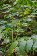 dwarf Oregon-grape, Cascade barberry, Cascade Oregon-grape, or dull Oregon-grape (Berberis nervosa)