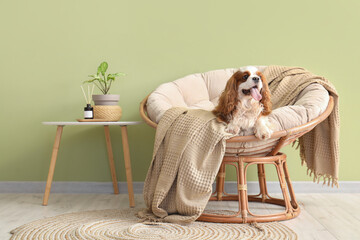 Adorable cavalier King Charles spaniel sitting on armchair near green wall at home