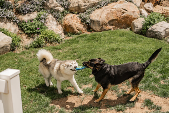 Pomeranian Husky Dog Outside Playing Backyard Tug of War