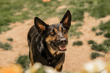 German Shepherd Dog Smiling