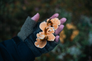 Handful Of Chantarelles