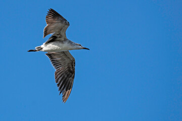Non-breeding adult Laughing Gull flying in clear blue sky, with copy space.