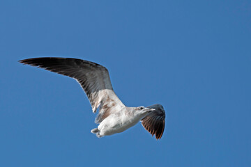 Obraz premium Non-breeding adult Laughing Gull flying in clear blue sky, with copy space.