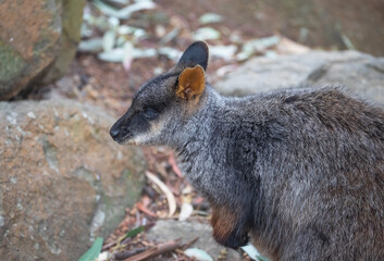 Australian kangaroo, rock wallaby. Cute animal in nature. Close-up