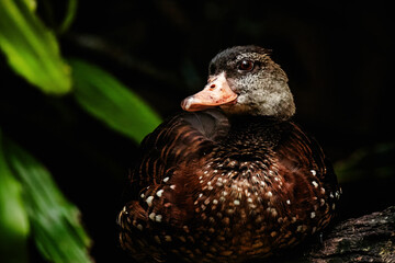 Portrait of a small duck.