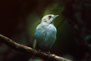 Small exotic blue bird at a perched on a tree branch.