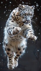 Fototapeta premium Majestic Snow Leopard in Mid-Air Leap Showing Grace and Power