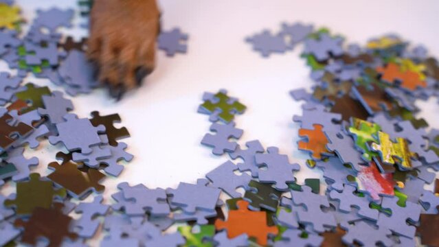 Dog moves jigsaw puzzle pieces on table with its paw, looking intently for piece in concentration Creative development of concentration, spatial thinking, memory Educational game for family leisure
