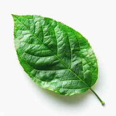 Obraz premium green leaf isolated on a white background with beautiful realistic details and texture