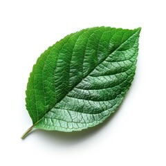 Obraz premium green leaf isolated on a white background with beautiful realistic details and texture