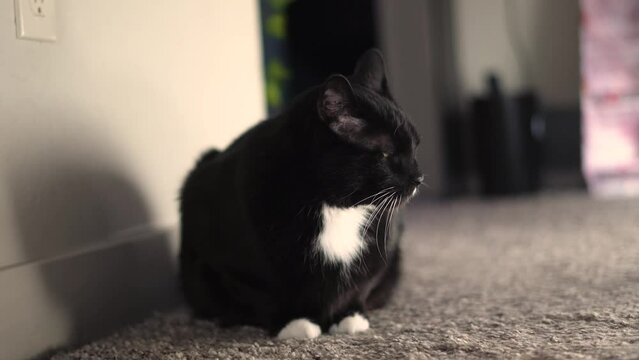 Black Tuxedo Cat Chillin in Hallway Other Cats in Background