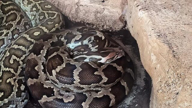 Close up shot of a Burmese python resting along a rocky crevice on a sunny day.