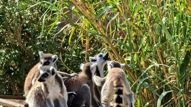 Ring-tailed lemurs among green bamboo plants.    Close up shot.