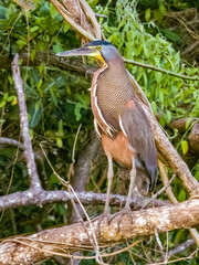 Bare-throated Tiger-Heron Tigrisoma mexicanum in Costa Rica