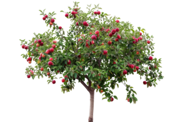 PNG Red Apple Tree bonsai plant fruit. 