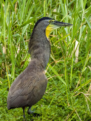 Bare-throated Tiger-Heron Tigrisoma mexicanum in Costa Rica