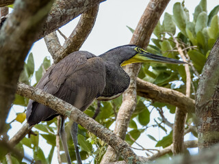 Bare-throated Tiger-Heron Tigrisoma mexicanum in Costa Rica