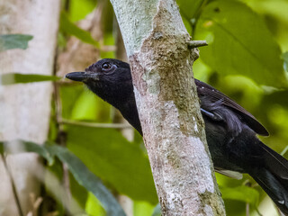 Black-hooded Antshrike Thamnophilus bridgesi in Costa Rica