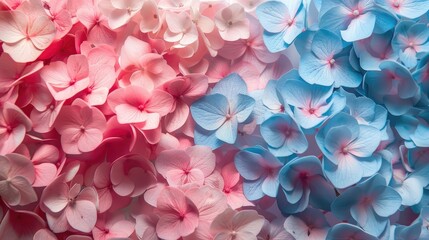 Obraz premium Close up Hydrangea Flowers on a Square Background Celebrating Easter and Mother s Day