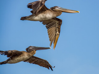 Brown Pelican Pelecanus occidentalis in Costa Rica