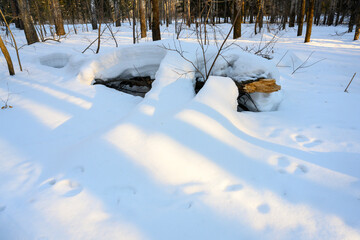Hare tracks on snowdrifts in the forest at sunset