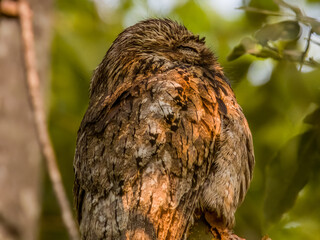Common Potoo Nyctibius griseus in Costa Rica