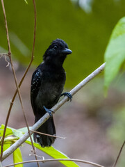 Dot-winged Antwren Microrhopias quixensis in Costa Rica