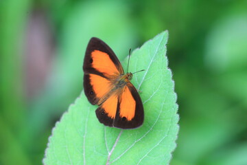 Mycalesis anapita, the tawny bush-brown, is a species of Satyrinae butterfly. This photo was taken in Sumatra island, Indonesia.