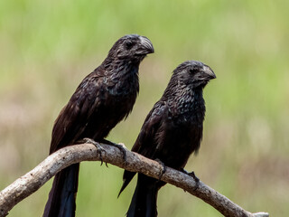 Groove-billed Ani in Costa Rica