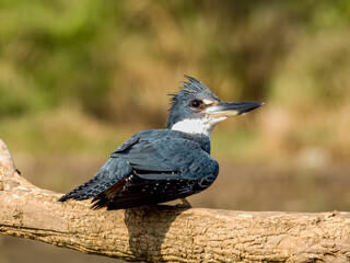 Ringed Kingfisher in Costa Rica