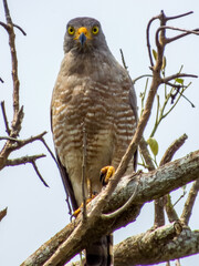 Roadside Hawk in Costa Rica