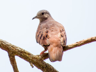 Ruddy Ground Dove in Costa Rica